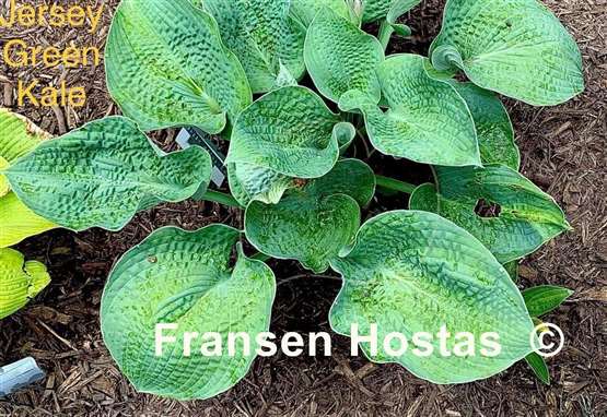 Hosta Jersey Green Kale